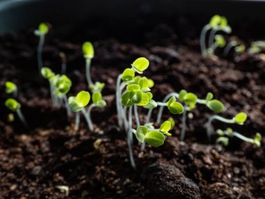 Pencere kenarındaki plastik kabın içindeki tohumlardan büyüyen yapraklı sebze fideleri. Kapalı alanda bahçıvanlık ve çimenlik
