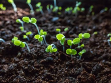 Pencere kenarındaki plastik kabın içindeki tohumlardan büyüyen yapraklı sebze fideleri. Kapalı alanda bahçıvanlık ve çimenlik