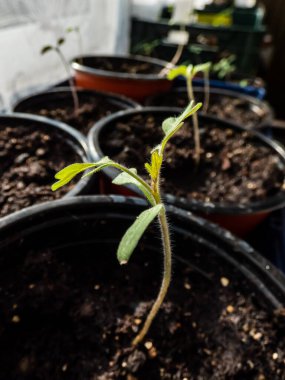 Pencere kenarındaki plastik kapta yetişen küçük domates tohumları. Kapalı alanda bahçıvanlık ve fidanlar.