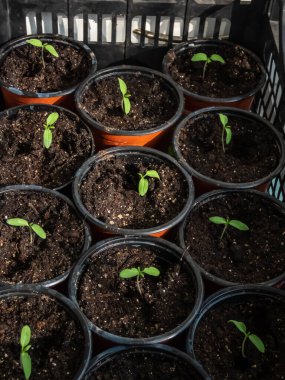 Pencere kenarındaki plastik kapta yetişen küçük domates tohumları. Kapalı alanda bahçıvanlık ve fidanlar.