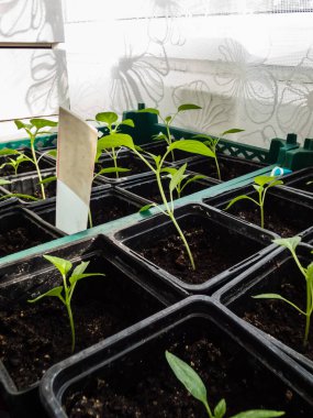 Pencere pervazında yetişen ev yapımı küçük biber bitkileri. Kapalı alanda bahçıvanlık ve fidanlar. Tohumlardan büyüyen yiyecekler