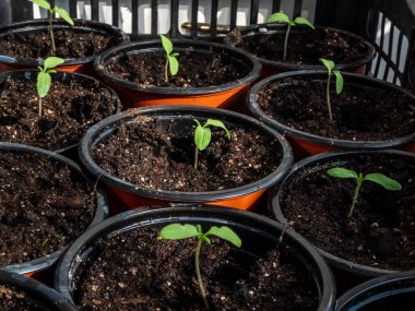 Pencere kenarındaki plastik kapta yetişen küçük domates tohumları. Kapalı alanda bahçıvanlık ve fidanlar.