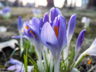 İlkbaharın başlarında akşam aydınlığında çiçek açan tek bir leylak yaprağının (Crocus vernus) güzel makro çekimi.