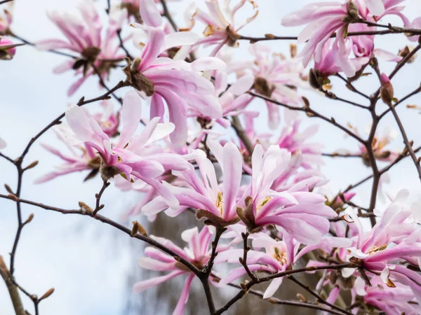 Narin pembe yıldız şekilli çiçekler ve çiçek açan yıldız manolyasının tomurcukları - Magnolia stellata ilkbaharın başlarında, parlak güneş ışığında. Pembe çiçek arkaplanı