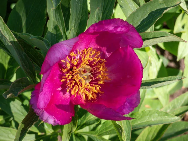 Cüce şakayığı (peeonia rezilliği). Parlak morumsu kırmızı taç yaprakları baharın ortasında ortaya çıkar ve sarı bir erik demetinin etrafını sarar.