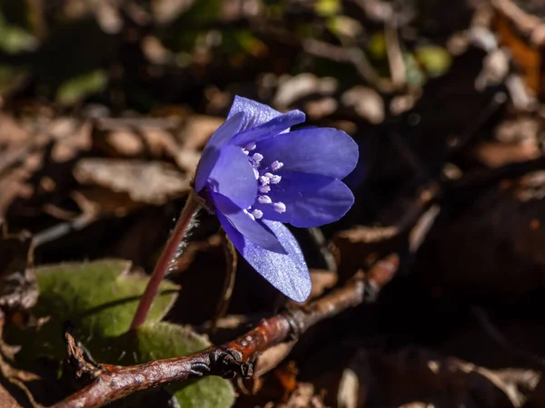 Baharın ilk kır çiçeklerinin güzel yakın çekimi kahverengi kuru yapraklarda büyük mavi hepatika (Hepatica transsilvanica). Güzel çiçek arkaplanı