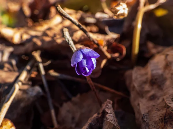Baharın ilk kır çiçeklerinin güzel yakın çekimi kahverengi kuru yapraklarda büyük mavi hepatika (Hepatica transsilvanica). Güzel çiçek arkaplanı