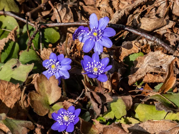 Amerikan Karaciğeri 'nin (Anemone hepatikası) güneş ışığında kahverengi kuru yapraklarla çekilmiş ilk yaban çiçeğinin yakın çekimi. Tek pembe ve mor çiçek