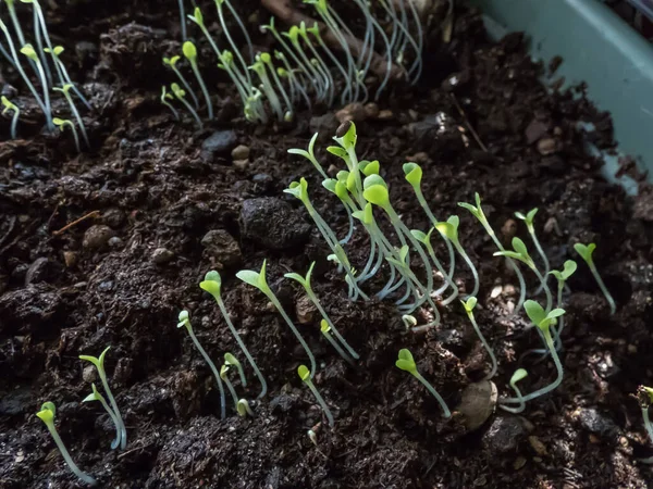 Små Kinesiska Kål Brassica Rapa Plantor Som Växer Behållare Fönsterbrädan — Stockfoto