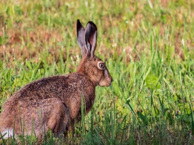 Avrupa tavşanı (Lepus europaeus) yazın erken saatlerinde yeşilliklerle çevrili otları besler ve yer.