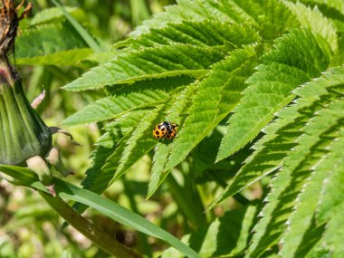 İki sarı uğur böceği (Hippodamia notata) kanatlarında yeşil yapraklarla çiftleşen 12 siyah nokta ile yeşil bitki örtüsüyle çevrili.