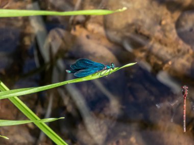 Parlak metalik mavi yusufçuk. Güzel Matmazel Calopteryx Başak 'ın yetişkin erkeği nehir suyunun üzerindeki çimen yaprağında oturuyor.