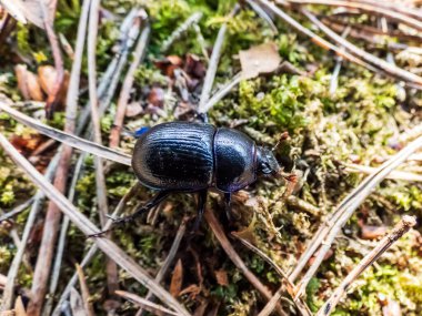 Zemin kattaki dor böceğinin (toprak-sıkıcı bok böceği (Geotrupes stercorarius) yakın çekimi)