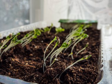 Pencere kenarındaki plastik kabın içindeki tohumlardan büyüyen yapraklı sebzeler. Kapalı alanda bahçıvanlık ve çimenlik