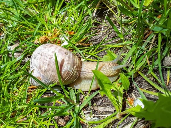 Römische Schnecke Oder Burgunderschnecke Helix Pomatia Mit Hellbraunem Gehäuse Auf — Stockfoto