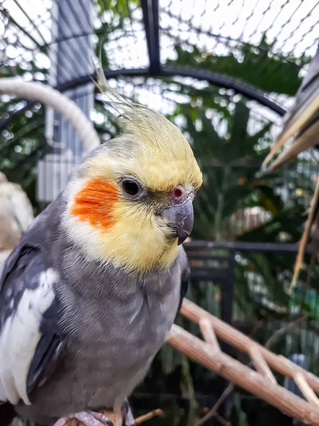 Portret Primo Piano Cockatiel Nymphicus Hollandicus Come Animale Domestico Nella — Foto Stock