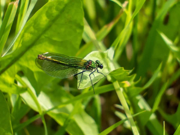 Libélula Verde Metálica Brilhante Adulto Fêmea Banded Demoiselle Calopteryx Splendens — Fotografia de Stock