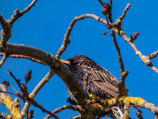 찌르레기나 찌르레기 Sturnus Vulgaris 햇빛에 아름다운 깃털을 나무에 — 스톡 사진