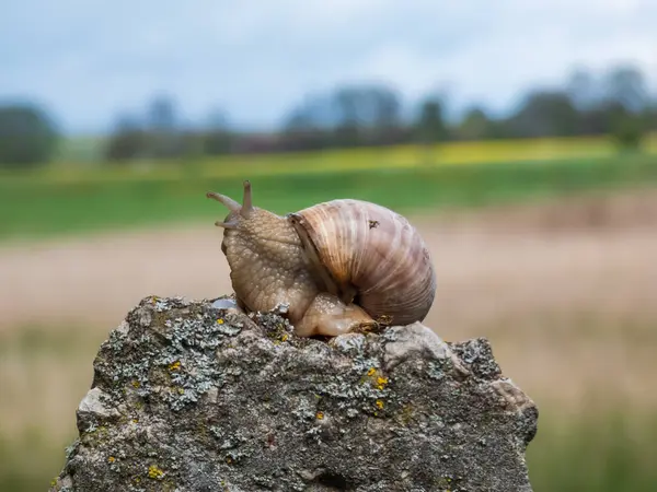 Roman Snail Burgundy Snail Helix Pomatia Light Brownish Shell Rock — Stock Photo, Image