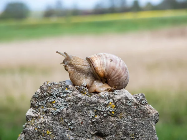 Caracol Romano Caracol Borgoña Helix Pomatia Con Concha Marrón Claro —  Fotos de Stock