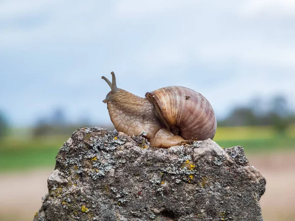 Římští Šneci Nebo Burgundští Šneci Helix Pomatia Světle Hnědou Skořápkou — Stock fotografie