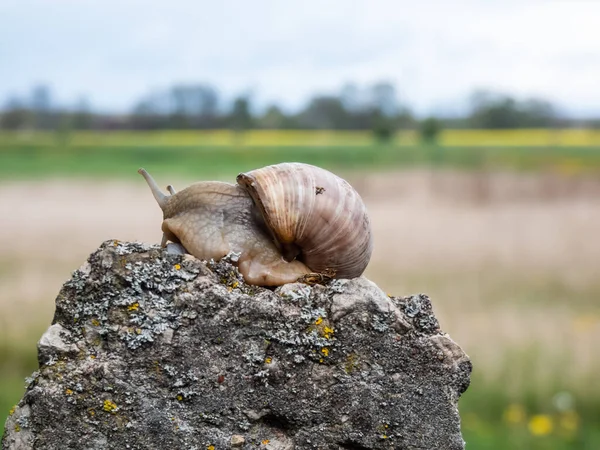 罗马蜗牛 Roman Snail 或勃艮第蜗牛 Burgundy Snail Helix Pomatia 在岩石上有浅褐色壳 背景模糊 — 图库照片