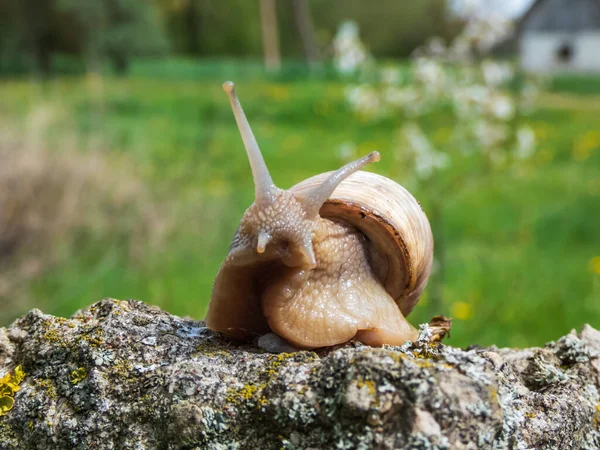 罗马蜗牛 Roman Snail 或勃艮第蜗牛 Burgundy Snail Helix Pomatia 在岩石上的浅褐色壳 具有模糊的乡村背景 — 图库照片
