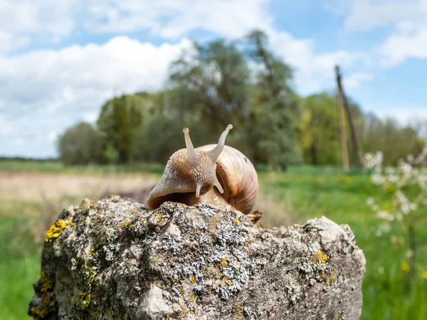 Římští Šneci Nebo Burgundští Šneci Helix Pomatia Světle Hnědou Skořápkou — Stock fotografie