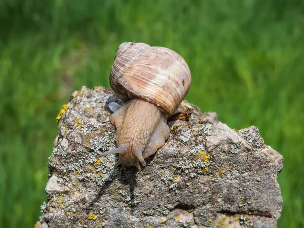 罗马蜗牛 Roman Snail 或勃艮第蜗牛 Burgundy Snail Helix Pomatia 在岩石上有浅褐色壳 背景模糊 — 图库照片