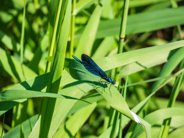 Parlak Metalik Mavi Yusufçuk Çimlerin Üzerinde Oturan Güzel Matmazel Calopteryx — Stok fotoğraf