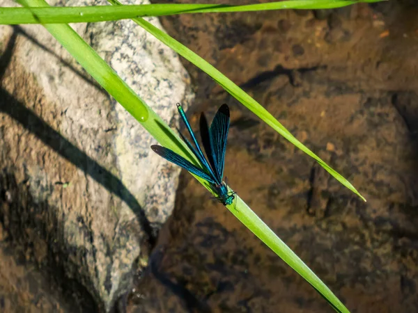 Ljusa Metalliska Blå Trollslända Vuxen Hane Vacker Demoiselle Calopteryx Virgo — Stockfoto