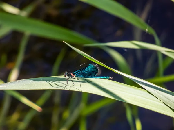 明亮的金属蓝色蜻蜓 美丽的成年雄性人口 Calopteryx Virgo 坐在河水之上的草叶上 — 图库照片