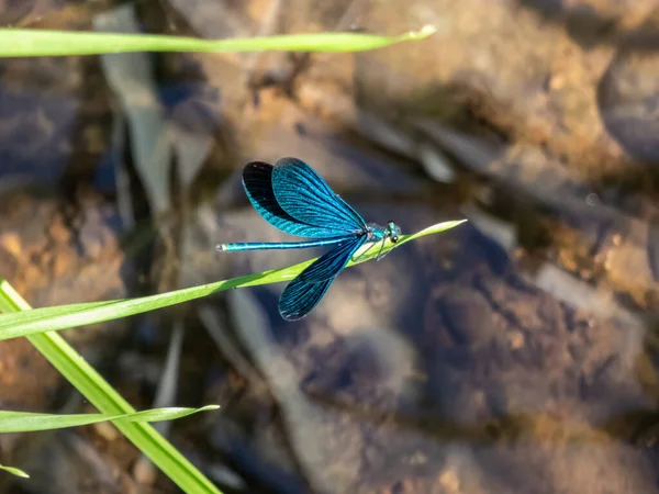 Hell Metallisch Blaue Libelle Ausgewachsenes Männchen Der Schönen Demoiselle Calopteryx — Stockfoto