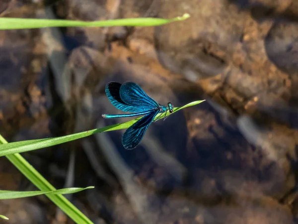 Hell Metallisch Blaue Libelle Ausgewachsenes Männchen Der Schönen Demoiselle Calopteryx — Stockfoto