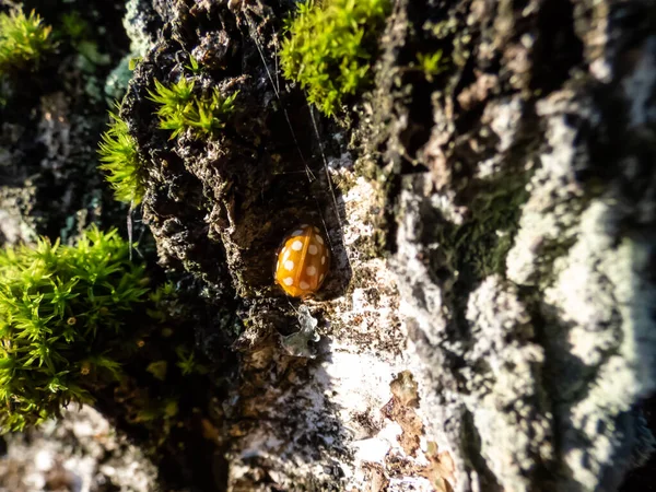 オレンジ色のテントウムシ Halyzia Sedecgutata 白樺の木の樹皮に苔で覆われた16のクリームスポットがあります — ストック写真