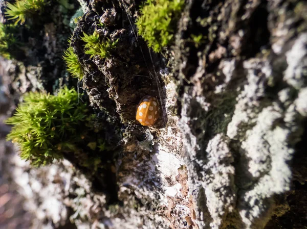 Turuncu Uğur Kuşu Halyzia Sedecimguttata Huş Ağacı Kabuğunda Krema Lekesiyle — Stok fotoğraf