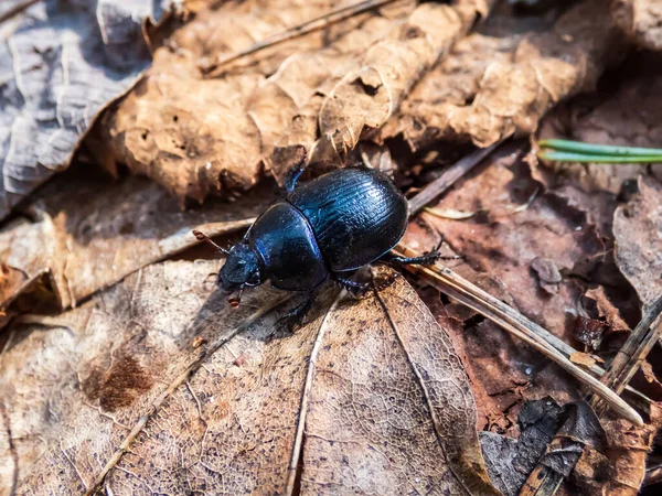 Nahaufnahme Des Dortkäfers Erdbohrkäfer Geotrupes Stercorarius Erdgeschoss — Stockfoto