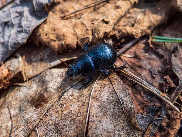 Primer Plano Del Escarabajo Del Olor Escarabajo Estiércol Aburrido Geotrupes — Foto de Stock