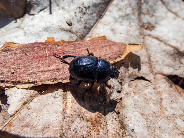 Gros Plan Sur Dendroctone Geotrupes Stercorarius Rez Chaussée — Photo