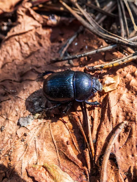 Zbliżenie Żuka Dorowego Żuk Gnojowicowy Geotrupes Stercorarius Parterze — Zdjęcie stockowe