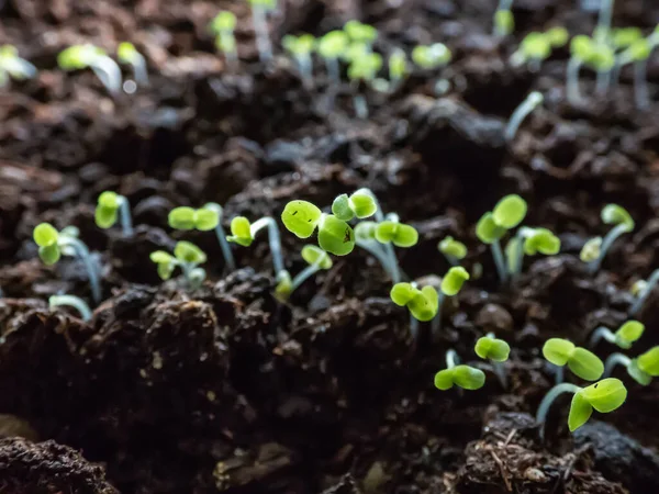 Hoja Vegetal Plántulas Que Crecen Semillas Recipiente Plástico Alféizar Ventana — Foto de Stock