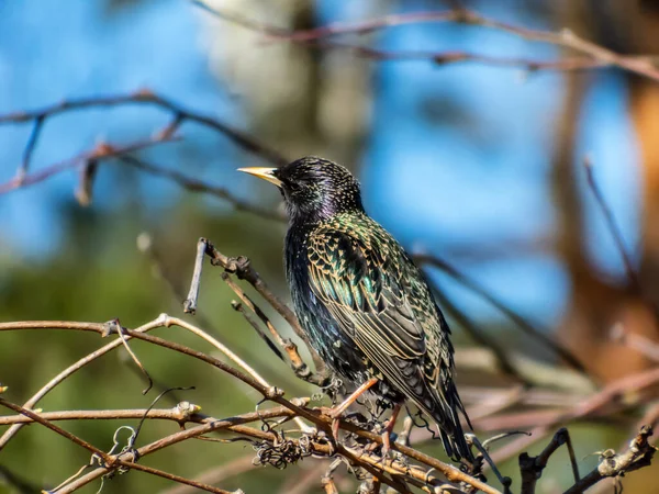 Common Starling European Starling Sturnus Vulgaris Sitting Bush Beautiful Colorful — Stock Photo, Image