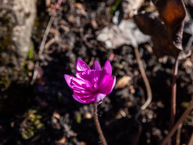 Hepatica nobilis 'in mükemmel çift derin pembe-kırmızı formu 