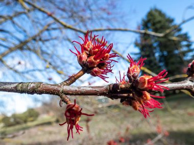 Gümüş akçaağaç veya akçaağaç akçaağaç (Acer saccharinum) kırmızı dişi çiçekleri mavi gökyüzü arka planına sahip parkta. Amerika 'daki en yaygın ağaçlardan biri..