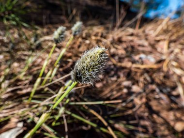 Tussock pamuk çimi (Eriophorum vajinatum) ve yaban tavşanı kuyruğu otlarının sarı renkli polenleriyle kaplı tomurcuklar ve çiçekler ilkbaharın başlarında