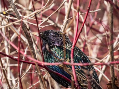 Avrupai sığırcık ya da sığırcık başının (Sturnus vulgaris), güzel renkli tüylü, ilkbaharın başlarında metalik bir parıltıyla bir çalılıkta oturmaya odaklanmış yakın plan görüntüsü.