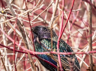 Avrupai sığırcık ya da sığırcık başının (Sturnus vulgaris), güzel renkli tüylü, ilkbaharın başlarında metalik bir parıltıyla bir çalılıkta oturmaya odaklanmış yakın plan görüntüsü.