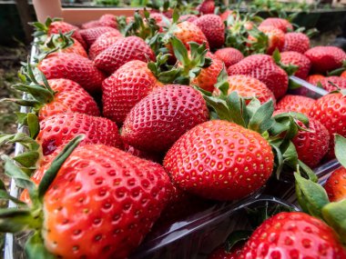 Detaylı, kırmızı, olgun, yeşil yapraklı çilekler kutuya konur. Meyve ve yiyecek geçmişi
