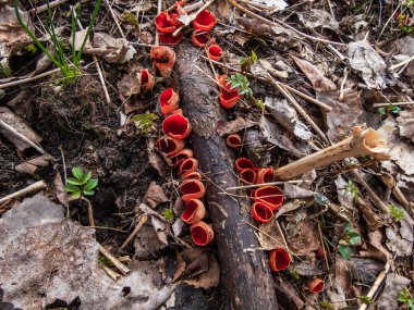 Bardak şeklindeki mantar kırmızısı elfcup (Sarcoscypha austriaca) meyve gövdeleri, yosunlar arasında ölü parke parçaları ve bahar başlarında rutubetli habitatta yaprak çöpleri arasında büyür.