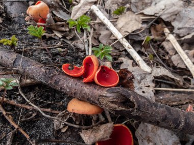 Bardak şeklindeki mantar kırmızısı elfcup (Sarcoscypha austriaca) meyve gövdeleri, bahar başlarında rutubetli habitatta yaprak çöplerinin arasında dökülen dallarda büyür.